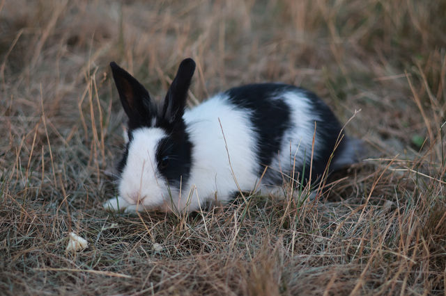 那拉提浪漫民宿指南奢境民俗小木屋體驗