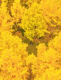 魔都上海的深秋初冬美到窒息徒步拍照聖地機位全公開!