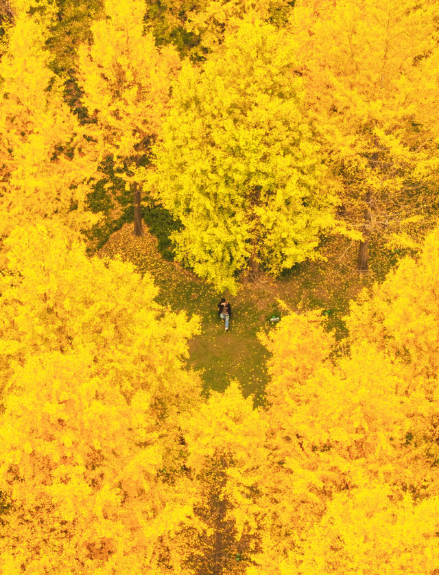 魔都上海的深秋初冬美到窒息徒步拍照聖地機位全公開! 魔都上海的深秋初冬美到窒息徒步拍照聖地機位全公開!