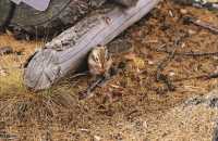 被（國家地理）評為中國5A最美秋色的阿爾山太美了