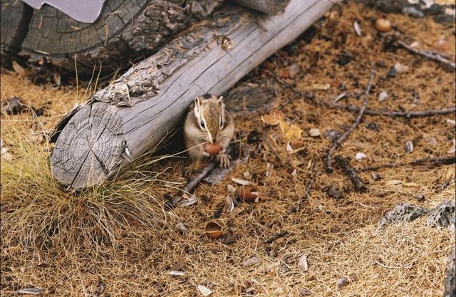 被（國家地理）評為中國5A最美秋色的阿爾山太美了
