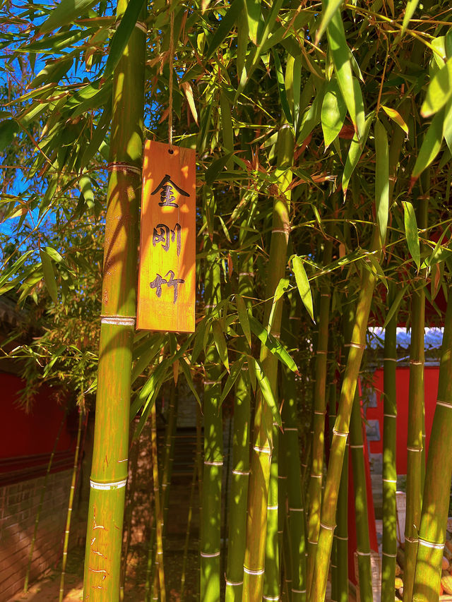 初冬·暖陽·古剎 初冬·暖陽·古剎