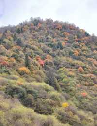 平武沙棘溝彩林形成了,付攻略!