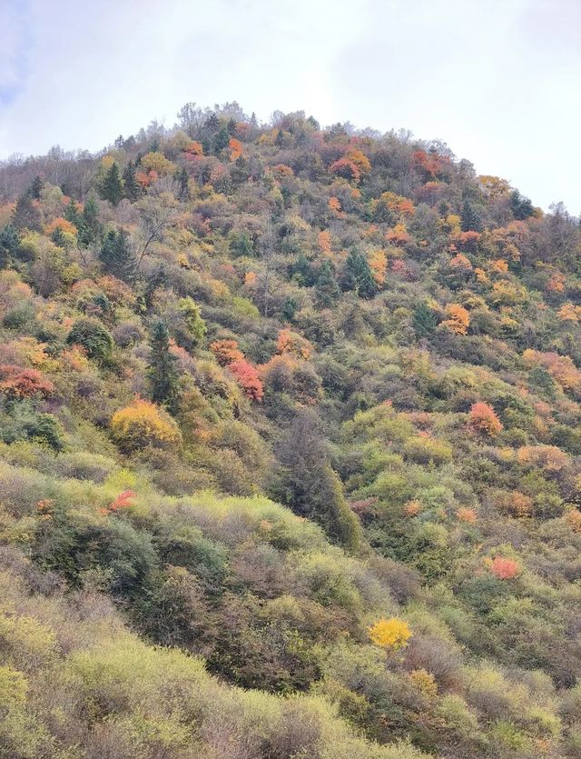 平武沙棘溝彩林形成了,付攻略! 平武沙棘溝彩林形成了,付攻略!