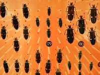 Самый красивый Шанхайский музей природы 🦖🇨🇳