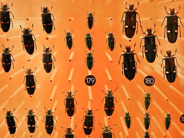 Самый красивый Шанхайский музей природы 🦖🇨🇳