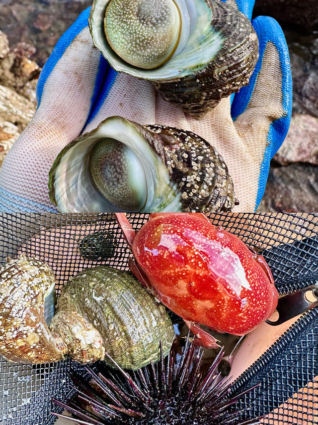 廣東私藏玻璃海!開車直達不登島,趕海輕鬆爆桶超嗨 廣東私藏玻璃海!開車直達不登島,趕海輕鬆爆桶超嗨