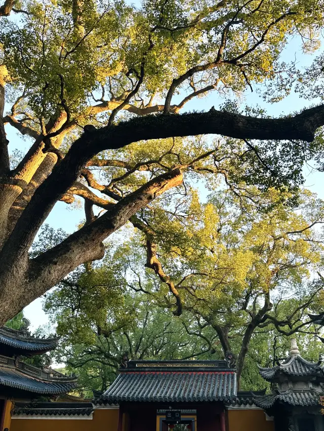 普陀山,兩天一晚“慢”遊攻略