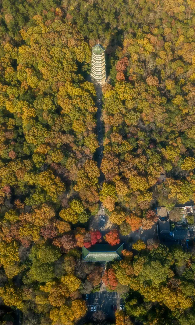 暮秋風起染金陵 我拍到一整個南京的秋天 暮秋風起染金陵 我拍到一整個南京的秋天