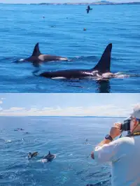 奧克蘭 | 隱藏玩法 與鯨魚海豚浪漫邂逅