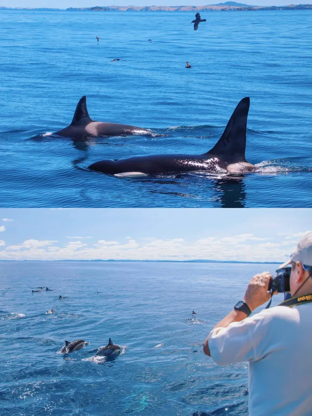 奧克蘭 | 隱藏玩法 與鯨魚海豚浪漫邂逅