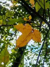 替大家去南雄踩點,銀杏青黃不接過幾天再去