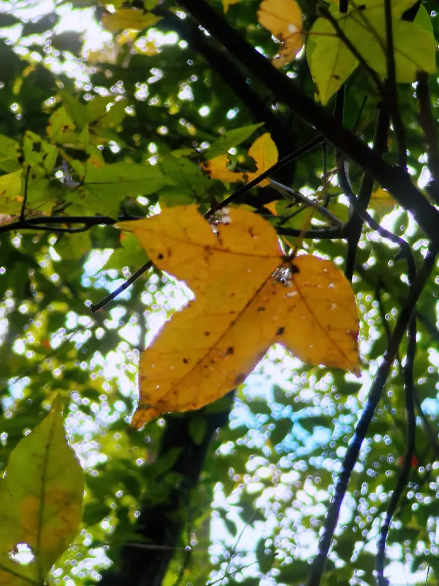 替大家去南雄踩點,銀杏青黃不接過幾天再去 替大家去南雄踩點,銀杏青黃不接過幾天再去