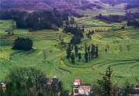 《國家地理》沒騙我羅平螺絲田真的和宣傳圖一樣美!冬春限定