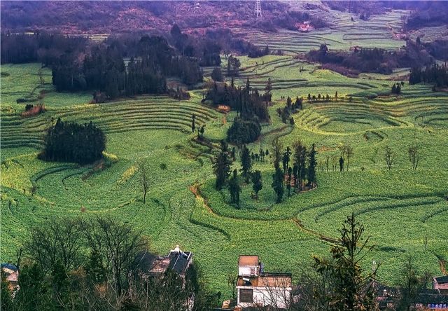 《國家地理》沒騙我羅平螺絲田真的和宣傳圖一樣美!冬春限定 《國家地理》沒騙我羅平螺絲田真的和宣傳圖一樣美!冬春限定