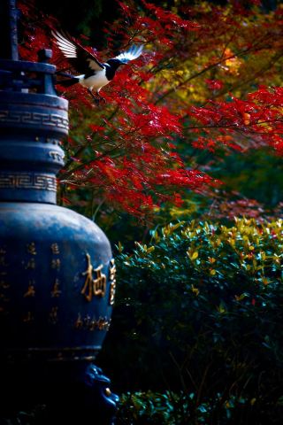 Qixia Temple Autumn Viewing Guide: No Red Leaves, but a Sea of Ginkgo!