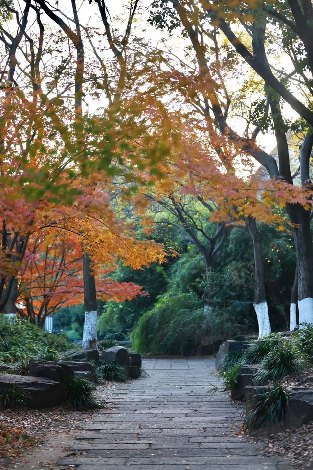 南京秋日限定老門東的楓葉紅牆美哭了! 南京秋日限定老門東的楓葉紅牆美哭了!