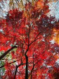 蘇州園林秋景美如畫一秒穿越古代當住園主人