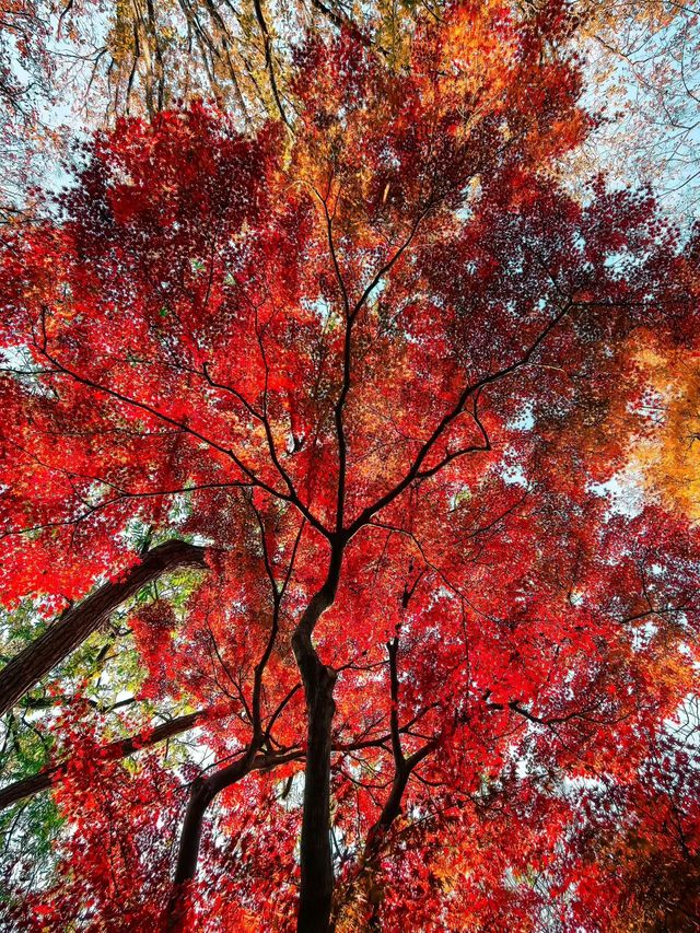 蘇州園林秋景美如畫一秒穿越古代當住園主人