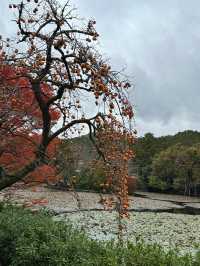 A More Balanced Kyoto Temple Experience