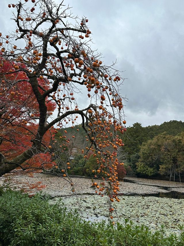 A More Balanced Kyoto Temple Experience