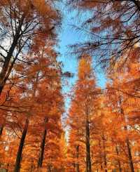 西昌,冬日的一抹秋