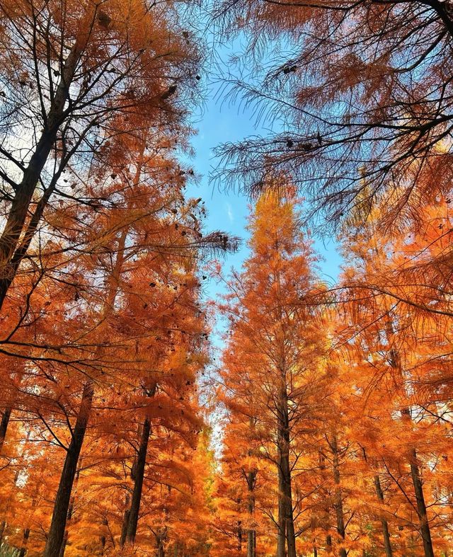 西昌,冬日的一抹秋 西昌,冬日的一抹秋