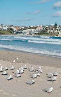 答應我！這輩子一定要在悉尼暴走一天！