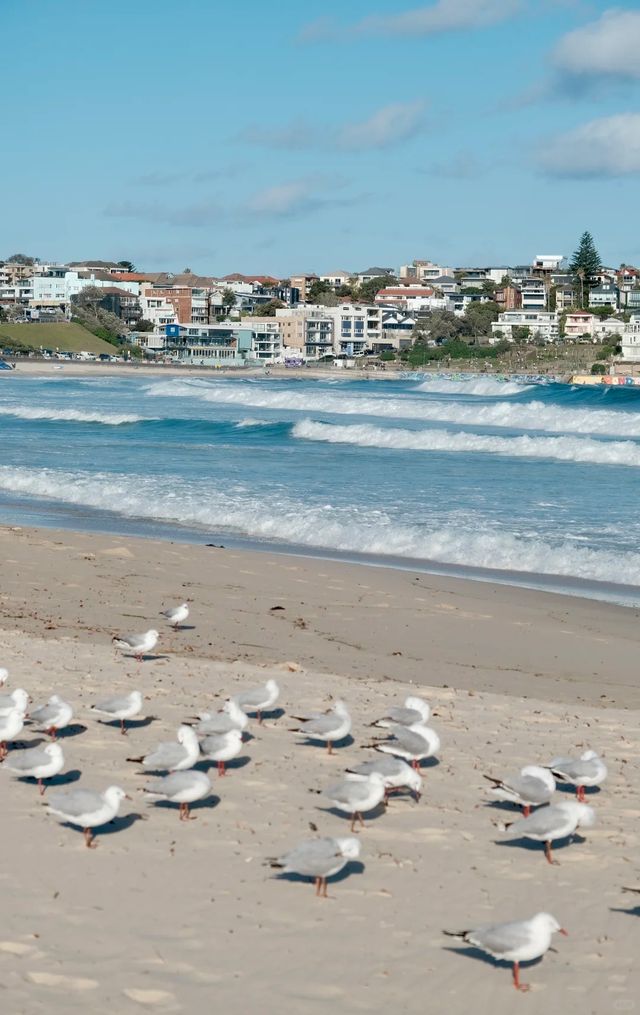 答應我！這輩子一定要在悉尼暴走一天！