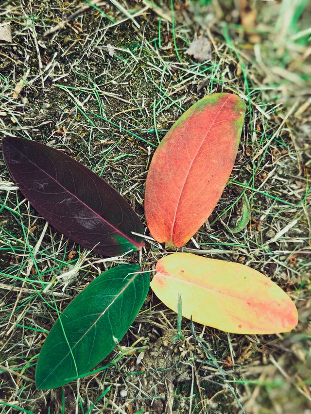 冬棲暖境,歲末安隅 冬棲暖境,歲末安隅