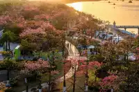 橫琴花海長廊異木棉最佳機位