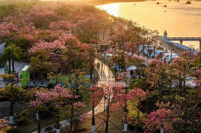 橫琴花海長廊異木棉最佳機位 橫琴花海長廊異木棉最佳機位