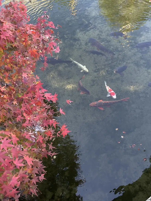 名古屋紅葉—白鳥庭園 名古屋紅葉—白鳥庭園