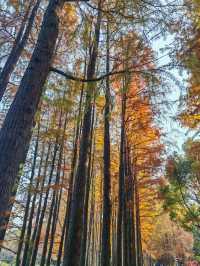 又一個公園透綠