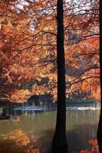 南京秋色天花板在這