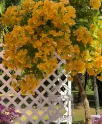 第43站｜深圳週末好去處•蓮花山公園