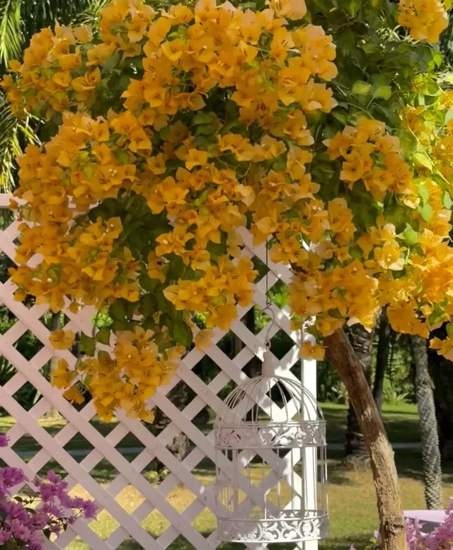 第43站｜深圳週末好去處•蓮花山公園