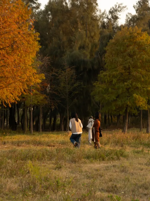 泉州海絲公園|秋天的落羽杉和蘆葦蕩 泉州海絲公園|秋天的落羽杉和蘆葦蕩