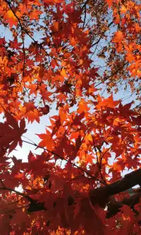 Live全屏打開最美楓葉神樹錯過等明年