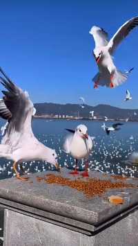 滇池看海鷗！人均100+設計型剛退滿意離