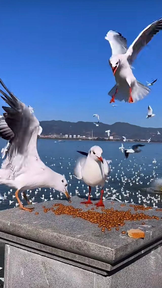 滇池看海鷗！人均100+設計型剛退滿意離