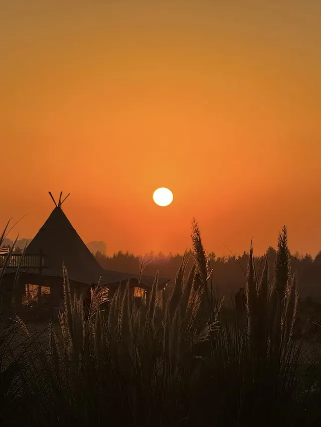 蘇州陽澄湖｜帶快樂小狗來草坪撒歡打滾
