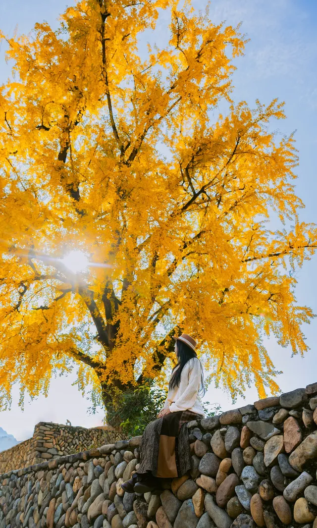 12.4實拍溫州銀杏王黃透了曬秋同框拍照 12.4實拍溫州銀杏王黃透了曬秋同框拍照