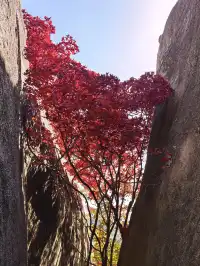 東坪山上長在岩縫裡的紅葉。