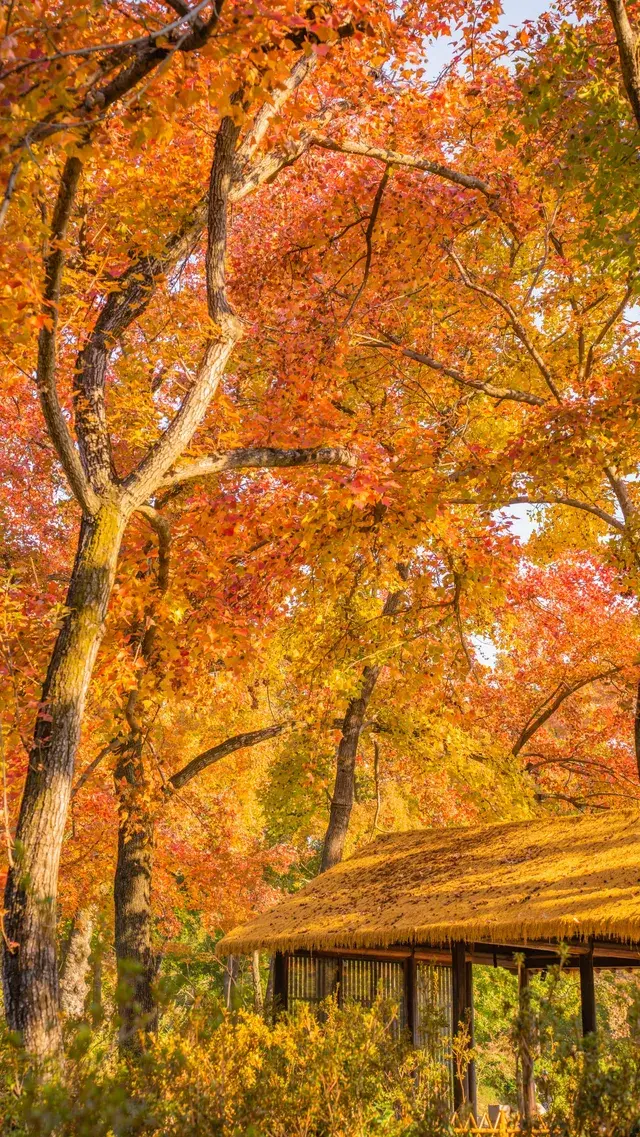 答應我!秋天一定要來一次天平山附攻略 答應我!秋天一定要來一次天平山附攻略