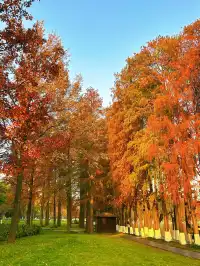 東湖的落羽杉紅了,快衝呀