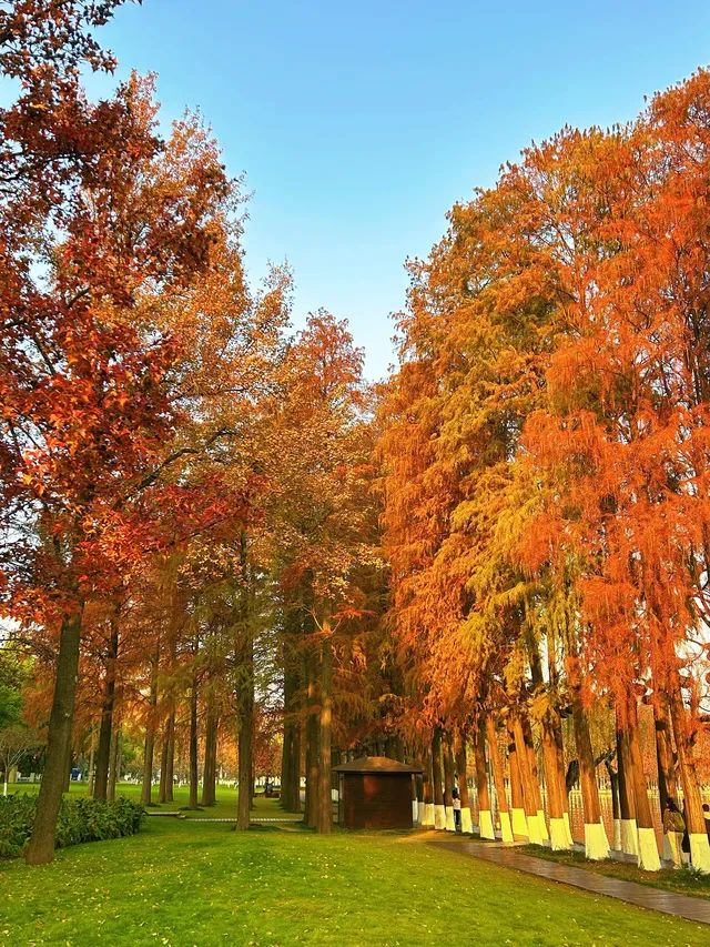 東湖的落羽杉紅了,快衝呀 東湖的落羽杉紅了,快衝呀