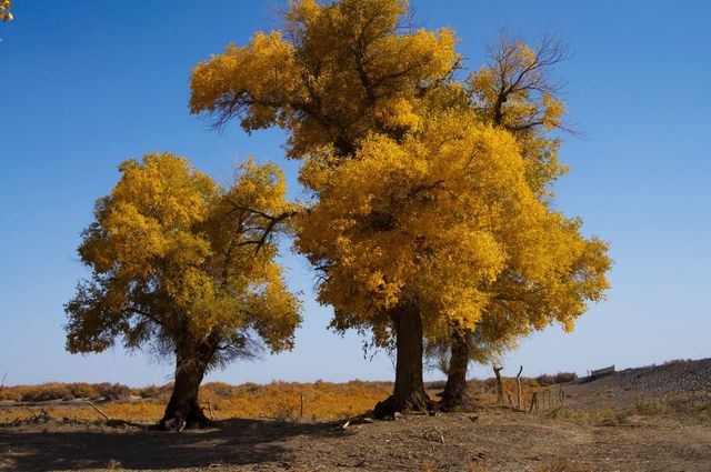 漢服黨速度衝!這些小眾機位沒人搶!!! 漢服黨速度衝!這些小眾機位沒人搶!!!