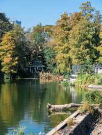 深圳0元打卡:黃秋英花海+萌系雕塑太出片