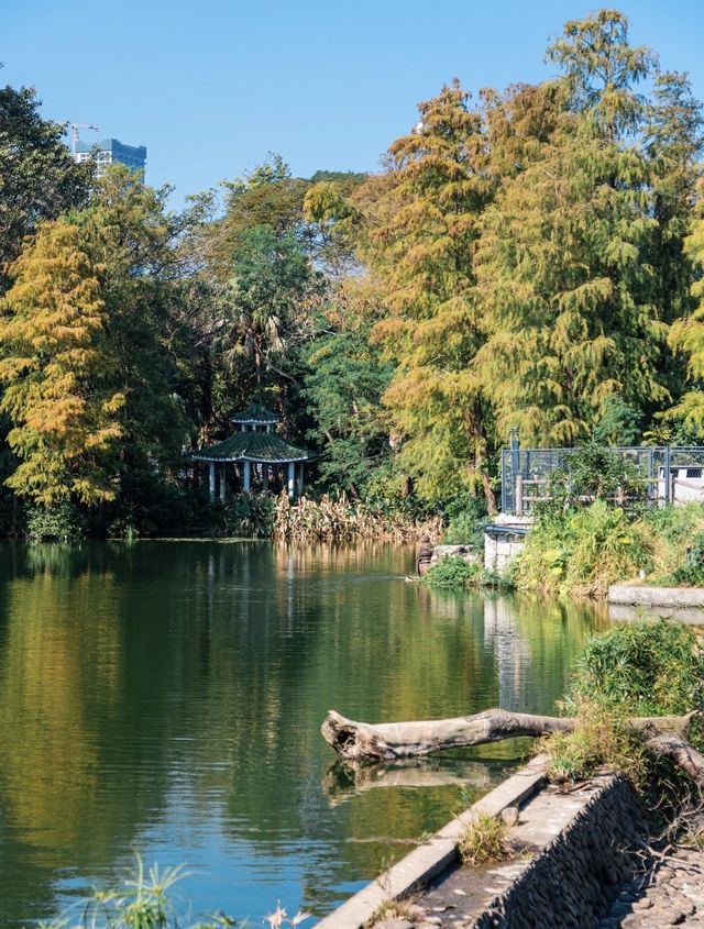 深圳0元打卡:黃秋英花海+萌系雕塑太出片 深圳0元打卡:黃秋英花海+萌系雕塑太出片